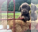 Small #4 Labrador Retriever