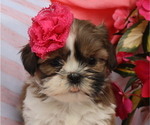 Small #2 Shih Tzu