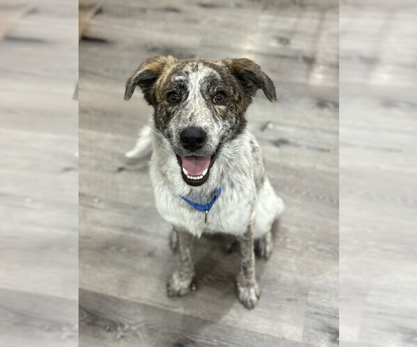 Medium Photo #9 Australian Shepherd-Unknown Mix Puppy For Sale in Brewster, NY, USA
