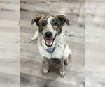 Small #8 Australian Shepherd Mix