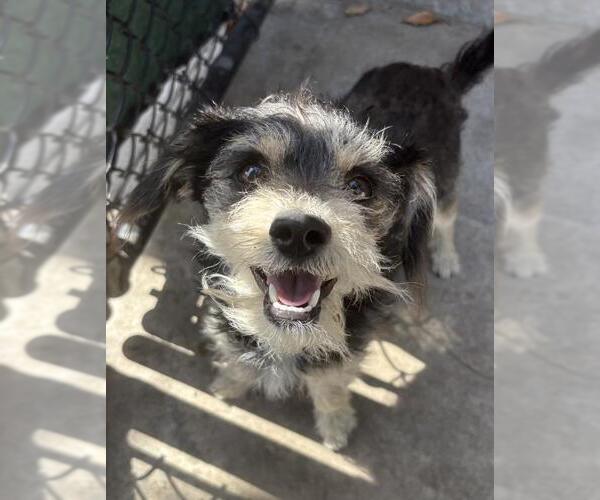 Medium Photo #1 Cairn Terrier-Unknown Mix Puppy For Sale in Santa Barbara, CA, USA