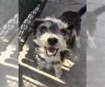 Small Cairn Terrier Mix