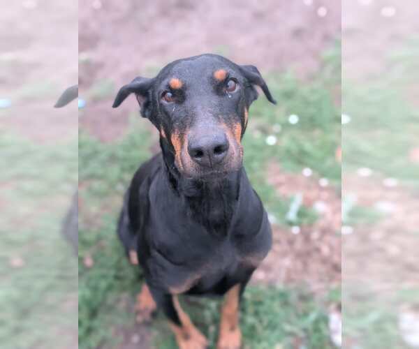 Medium Photo #1 Doberman Pinscher Puppy For Sale in Sandy, UT, USA