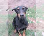 Small Doberman Pinscher
