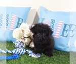 Small #2 Yorkipoo