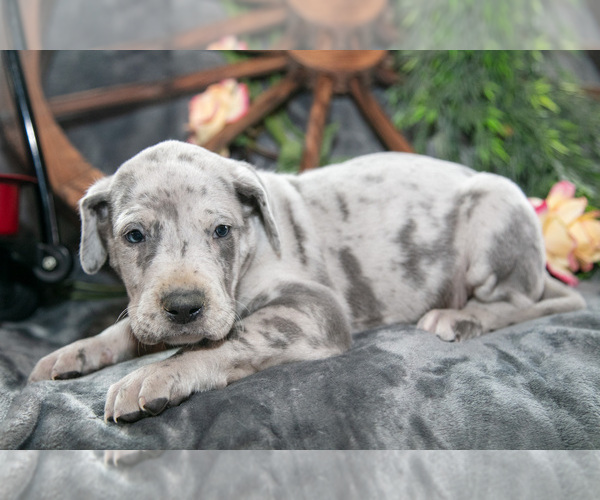 Medium Photo #2 Great Dane Puppy For Sale in SHELBY, OH, USA