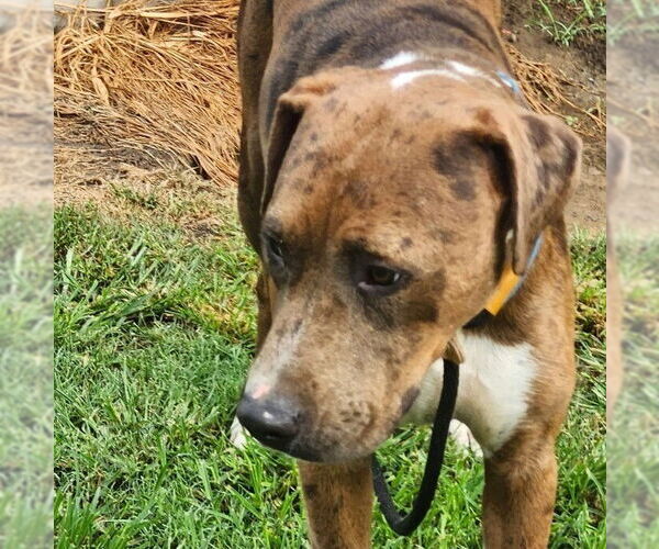 Medium Photo #7 Catahoula Leopard Dog-Unknown Mix Puppy For Sale in Boston, MA, USA