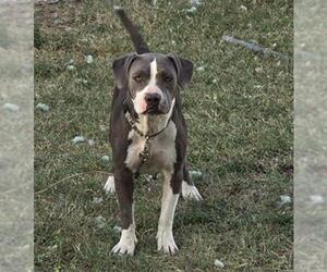 American Staffordshire Terrier-Unknown Mix Dogs for adoption in San Antonio, TX, USA