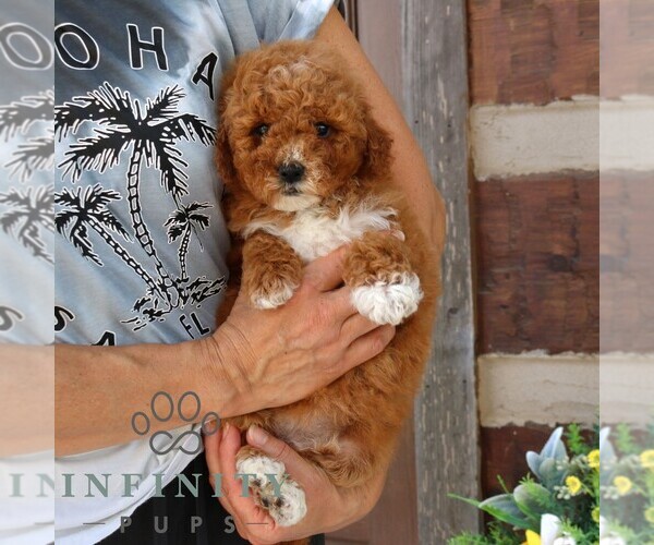 Medium Photo #4 Goldendoodle (Miniature) Puppy For Sale in NARVON, PA, USA