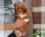 Small #3 Goldendoodle (Miniature)