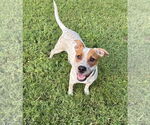 Small #3 Red Heeler Mix