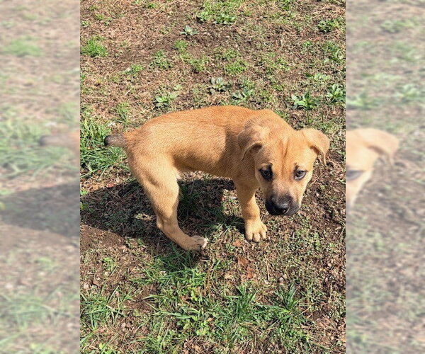 Medium Photo #13 Labrottie Puppy For Sale in Brewster, NY, USA