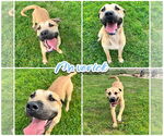 Small #2 Black Mouth Cur Mix