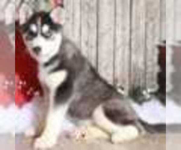 Medium Photo #2 Pomsky Puppy For Sale in MOUNT VERNON, OH, USA