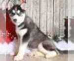 Small Photo #2 Pomsky Puppy For Sale in MOUNT VERNON, OH, USA