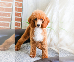 Small Photo #3 Poodle (Toy) Puppy For Sale in SYRACUSE, IN, USA