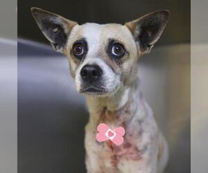 Rat Terrier Dogs for adoption in San Antonio, TX, USA