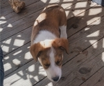 Small Photo #17 Border Collie-Pembroke Welsh Corgi Mix Puppy For Sale in CHILOQUIN, OR, USA