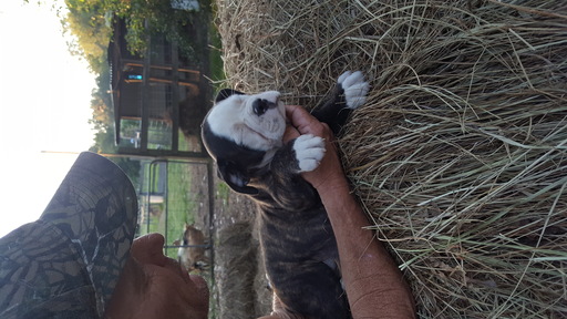 Medium Photo #1 Olde English Bulldogge Puppy For Sale in SANTA FE, TX, USA