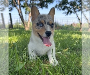 Pembroke Welsh Corgi Puppy for sale in FAIRBANK, IA, USA