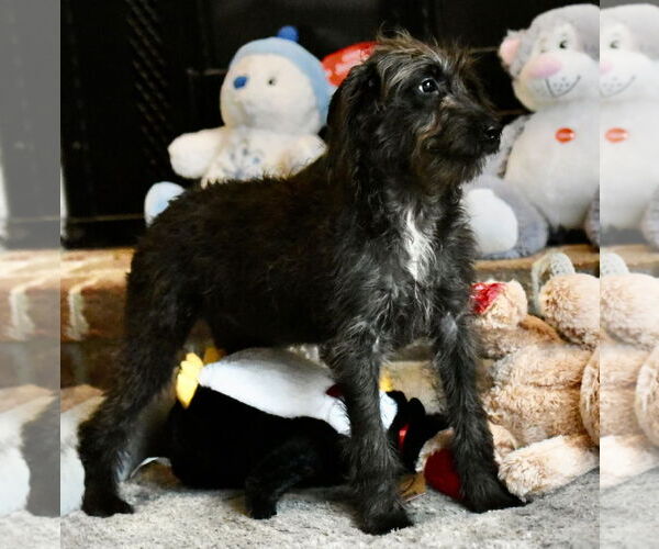 Medium Photo #2 Poodle (Miniature)-Unknown Mix Puppy For Sale in Mechanicsburg, PA, USA