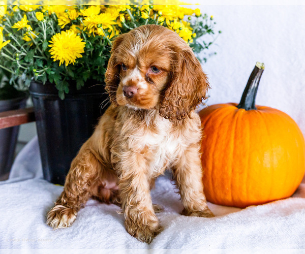 Medium Photo #2 Cocker Spaniel Puppy For Sale in WAKARUSA, IN, USA