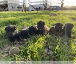 Small Photo #19 Belgian Malinois Puppy For Sale in JACKSONVILLE, TX, USA