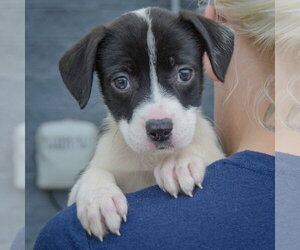 Kelsey - Female American Staffordshire Terrier-Border Collie Mix Dog for Adoption - Photo #4