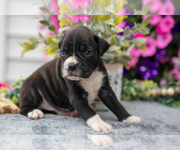 Medium Photo #2 Boxer Puppy For Sale in GRABILL, IN, USA