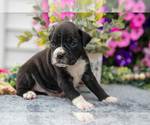 Small #1 Boxer