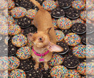 Chihuahua Dogs for adoption in Phoenix, AZ, USA