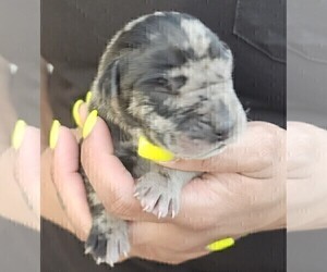 Great Dane Litter for sale in FORNEY, TX, USA