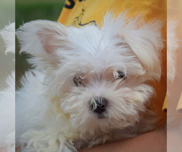 Medium Photo #7 Maltese Puppy For Sale in Huntley, IL, USA
