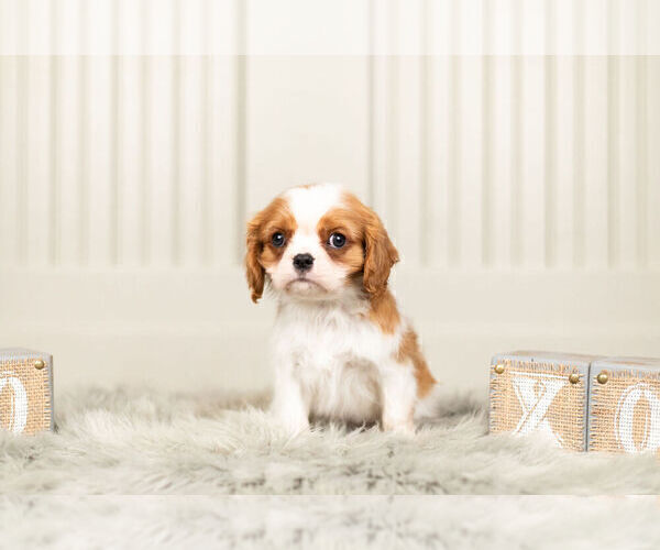 Medium Photo #7 Cavalier King Charles Spaniel Puppy For Sale in WARSAW, IN, USA