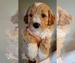 Small Photo #5 Goldendoodle (Miniature) Puppy For Sale in BATTLE GROUND, WA, USA