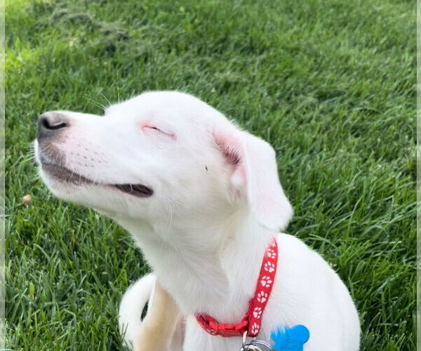 Medium Photo #2 Mutt Puppy For Sale in Plainfield, IL, USA