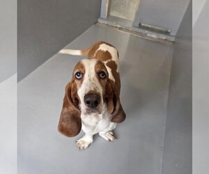 Amiya - Female Basset Hound Dog for Adoption - Photo #3