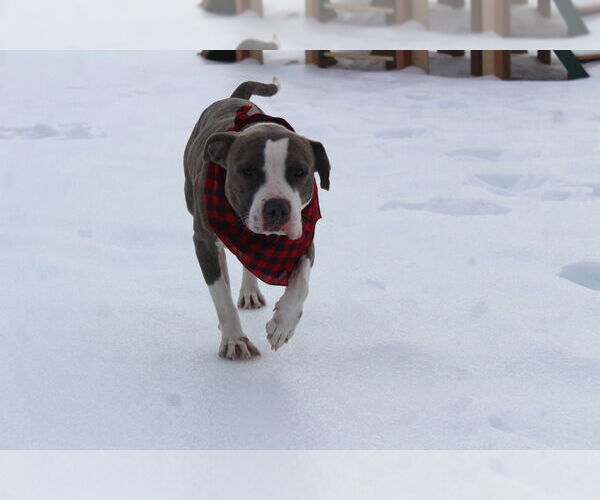 Medium Photo #8 Mutt Puppy For Sale in Chestertown, MD, USA