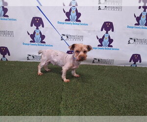 Pomeranian-Unknown Mix Dogs for adoption in Orlando, FL, USA