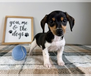 Dachshund Puppy for sale in GREENFIELD, IN, USA