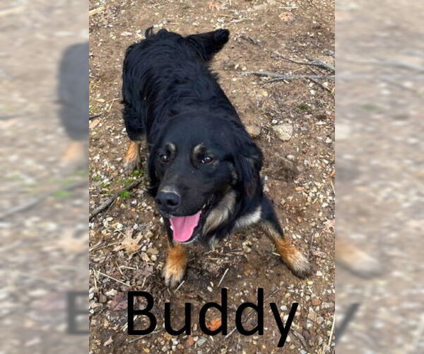 Medium Photo #4 Border-Aussie Puppy For Sale in Mountain View, AR, USA