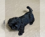 Small Photo #2 Shih Tzu Puppy For Sale in GLOUCESTER, VA, USA