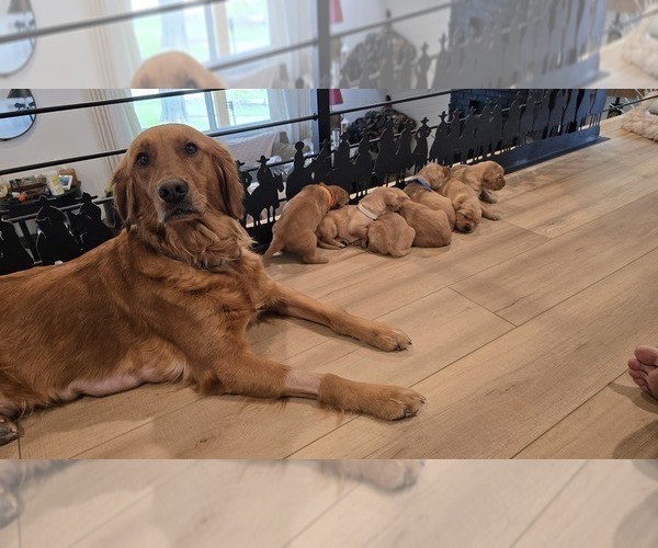 Medium Photo #8 Golden Retriever Puppy For Sale in FORT COLLINS, CO, USA