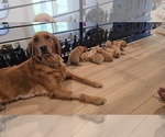 Small #7 Golden Retriever