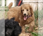 Small Photo #22 Poodle (Standard) Puppy For Sale in GARWOOD, TX, USA