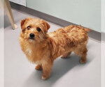 Small Mutt