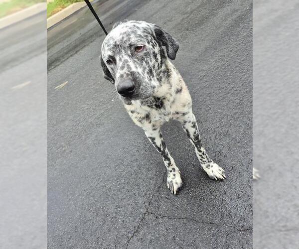 Medium Photo #1 Dalmatian-Unknown Mix Puppy For Sale in San Antonio, TX, USA