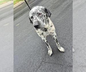 Dalmatian-Unknown Mix Dogs for adoption in San Antonio, TX, USA