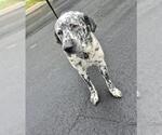 Small Dalmatian Mix