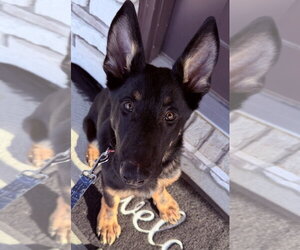 German Shepherd Dog Dogs for adoption in Aurora, IN, USA